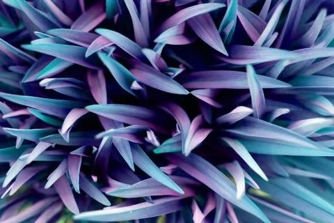 Fantastic blue grass background for design Stock Photos