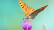 Fantastic Butterfly On Flowers Slow Motion Macro Stock Footage