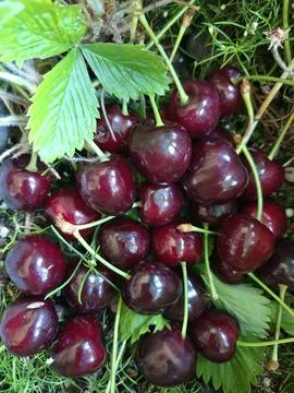 Fantastic Cherry World Stock Photos