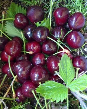 Fantastic Cherry World Stock Photos
