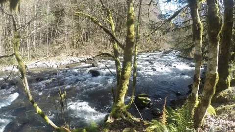 Fantastic clean fresh river full of life/  Oregon 4K Stock Footage