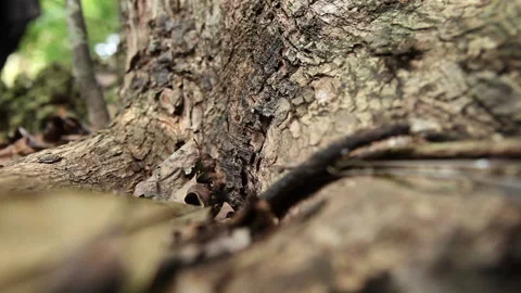 Fantastic Close Up of Tree Trunk Stock Footage 138145052