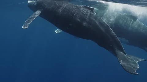 Fantastic closeup two humpback whales gently dancing in blue water close to Video stock 289028223