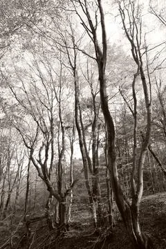 Fantastic dancing trees Foto stock