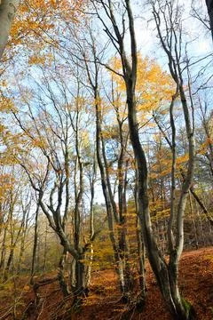 Fantastic dancing trees Stock Photos