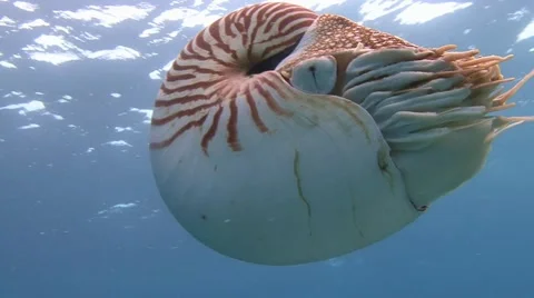 Fantastic dive with Nautiluses. Stock Footage