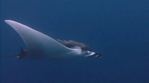Fantastic diving with manta rays off Socorro island. Video stock 64333779
