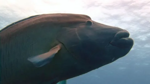 Fantastic diving with Napoleon fish. Stock Footage 62635092