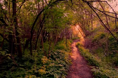 Fantastic forest with path and setting sun. Stock Photos