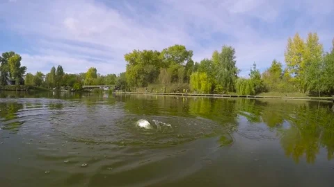 Fantastic hooked rainbow trout in a slow motion epic fishing battle Stock Footage 85070697