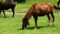 Fantastic horses HD Footage