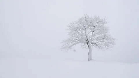 Fantastic landscape with snowy tree Video stock 101683778