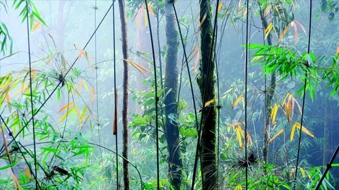Fantastic landscape with thin trunks of exotic trees and bamboo at dense mist  Stock Footage 74971056