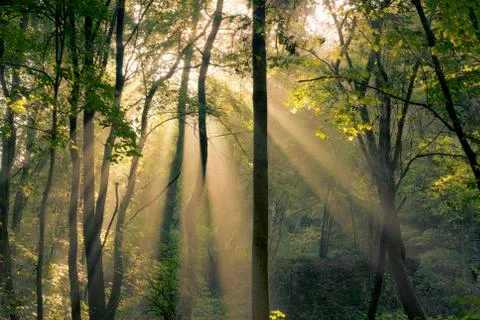 Fantastic mornin sunrays shining through trees Stock Photos