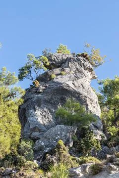Fantastic mountain with pine trees. Vertical Stock Photos