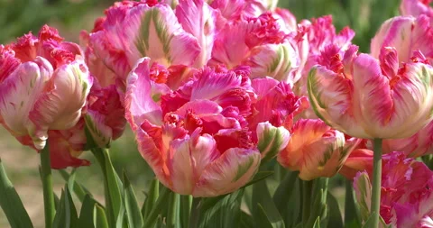 Fantastic parrot tulips in spring Video stock 333569925