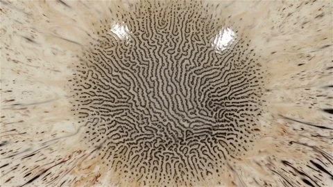 Fantastic patterns and shapes. Ferrofluid and paint. Close-up Stock Footage 72198149