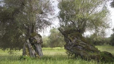 Fantastic Secular Olive Tree Stock Footage 242929379