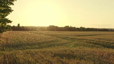 Fantastic slow camera flight over a field past a tree towards the sunset. Stock Footage 163094966