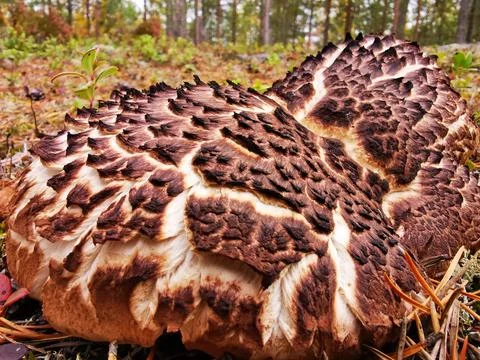Fantastic texture on mushroom. Stock Photos