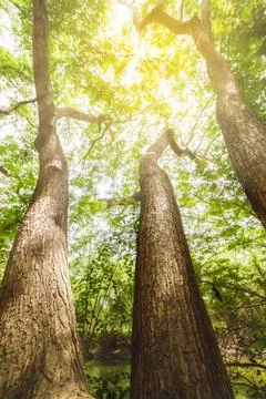 Fantastic three large rain trees. Stock Photos