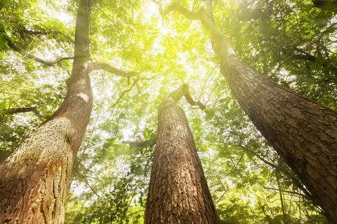 Fantastic three large rain trees. Foto stock