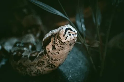 A fantastic view on a dangerous constrictor Stock Photos