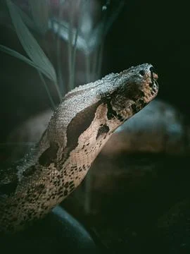 A fantastic view on a dangerous constrictor Stock Photos