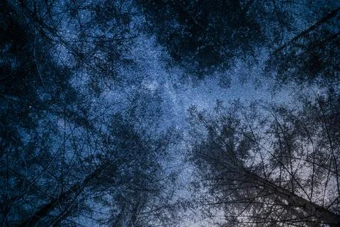 A fantastic view on the forest with a space background Stock Photos