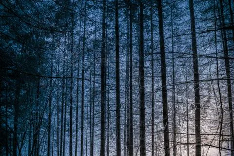 A fantastic view on the forest with a space background Stock Photos