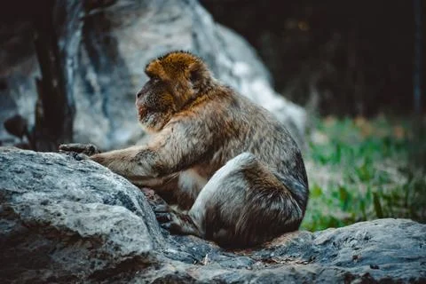 A fantastic view on a lovely monkey Stock Photos