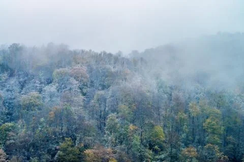 Fantastic winter forest Foto stock