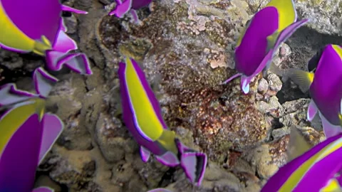 Fantastical Fish Parade in a Vibrant Ocean Sanctuary Stock Footage 340456608