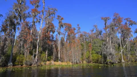 A fantastical riparian forest along the river within the Okefenokee Swamp e.. Stock Footage 335998685