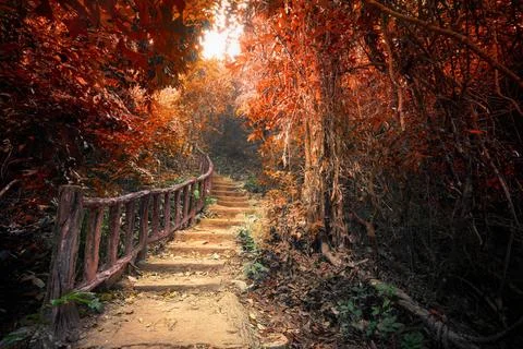 Fantasy autumn forest with path way through dense trees Fantasy forest in ... Stock-Fotos