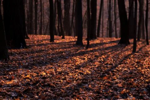 Fantasy autumn in the forest Stock Photos