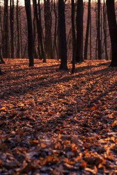 Fantasy autumn in the forest Stock Photos