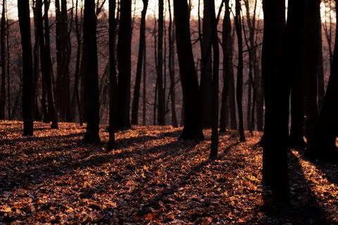 Fantasy autumn in the forest Stock Photos