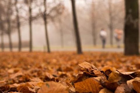 Fantasy autumn in the forest Stock Photos