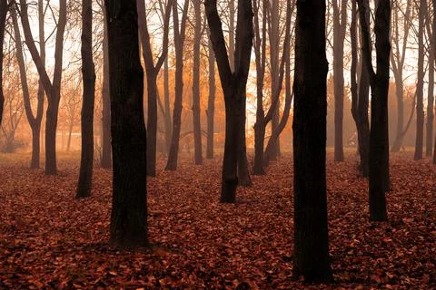 Fantasy autumn in the forest Foto stock