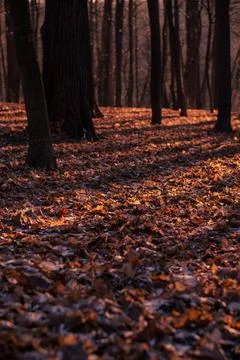 Fantasy autumn in the forest Foto stock