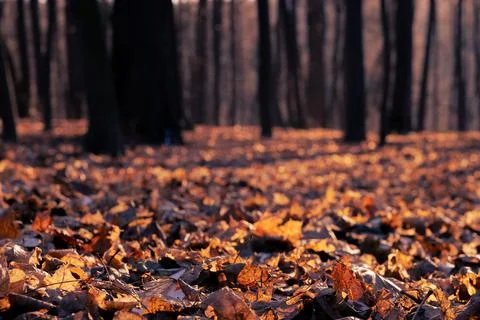 Fantasy autumn in the forest Stock Photos
