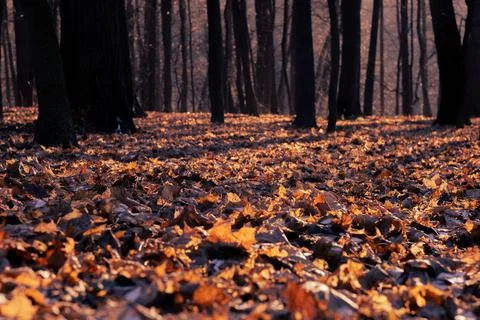 Fantasy autumn in the forest Stock Photos