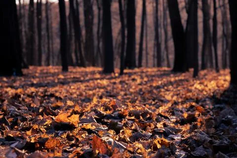 Fantasy autumn in the forest Stock Photos
