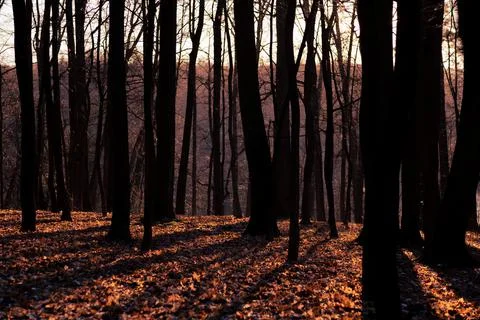 Fantasy autumn in the forest Stock Photos