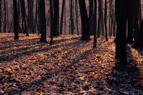 Fantasy autumn in the forest Stock Photos