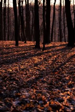 Fantasy autumn in the forest Foto stock