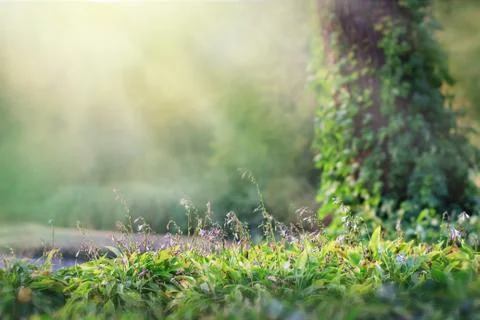 Fantasy background . Magic forest.Beautiful spring landscape. trees and flowe Stock Photos