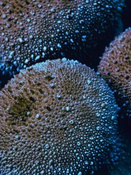 Fantasy blue macro texture of puffball mushrooms – digitally enhanced Stock-Fotos