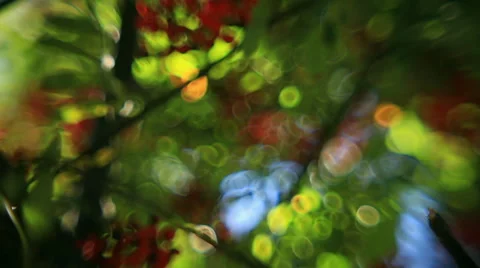 Fantasy bubbles of defocused green foliage and red berries of rowan tree Stock Footage 58450484
